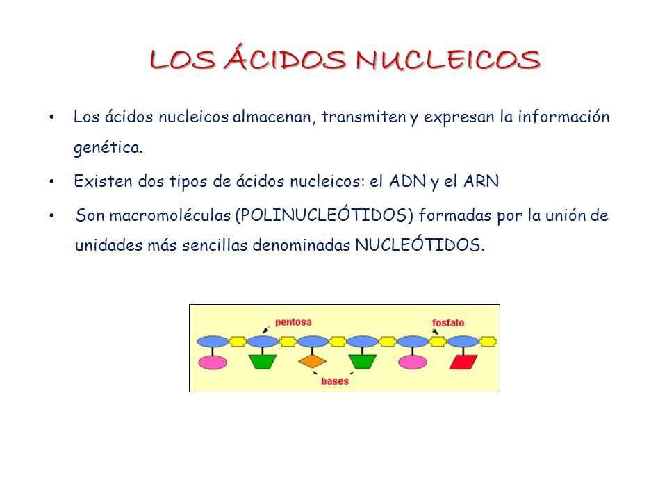 LOS ÁCIDOS NUCLEICOS Los ácidos nucleicos almacenan, transmiten y expresan la información genética.