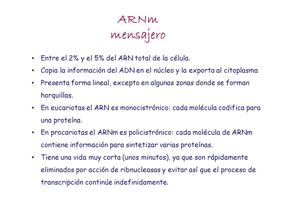 ARNm mensajero Entre el 2% y el 5% del ARN total de la célula.