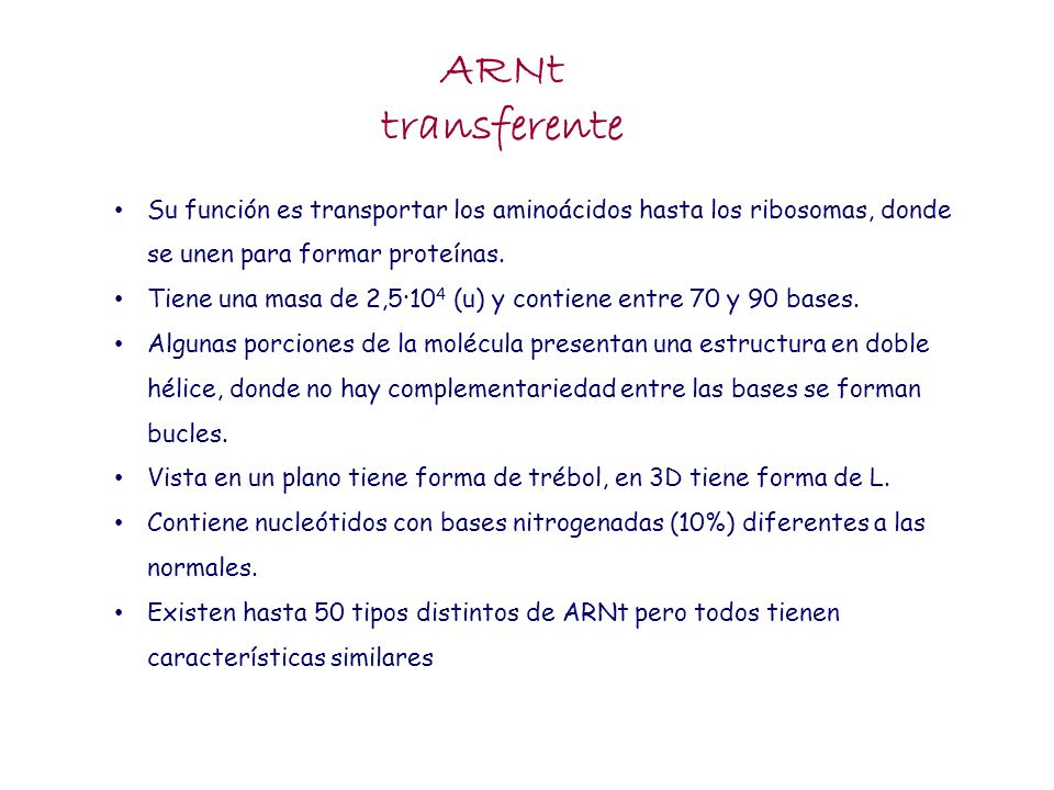 ARNt transferente. Su función es transportar los aminoácidos hasta los ribosomas, donde se unen para formar proteínas.