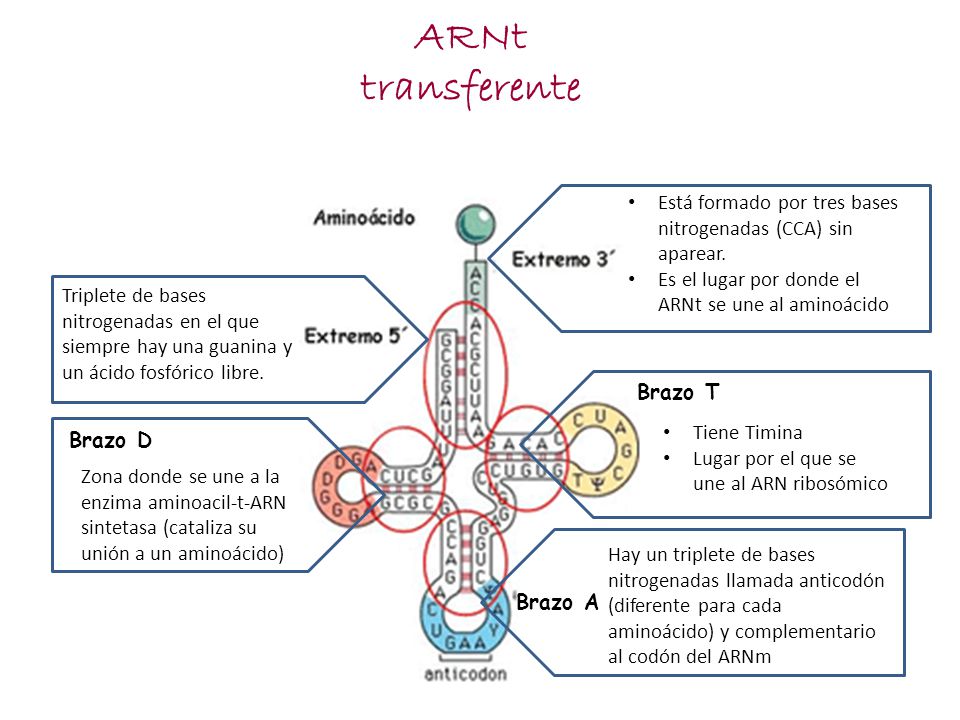 ARNt transferente. Triplete de bases nitrogenadas en el que siempre hay una guanina y un ácido fosfórico libre.