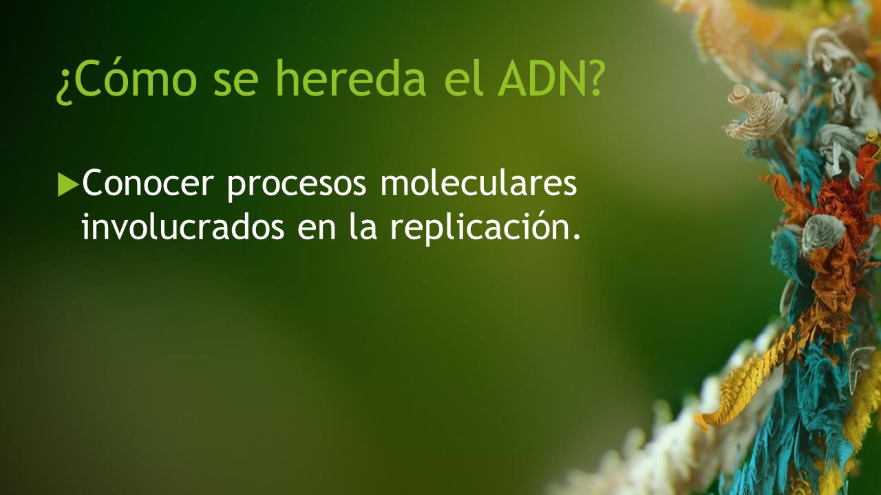 ¿Cómo se hereda el ADN Conocer procesos moleculares involucrados en la replicación.