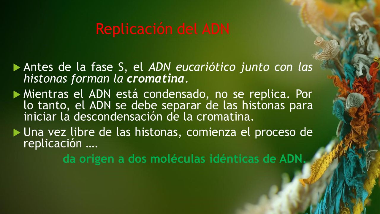 Replicación del ADN Antes de la fase S, el ADN eucariótico junto con las histonas forman la cromatina.
