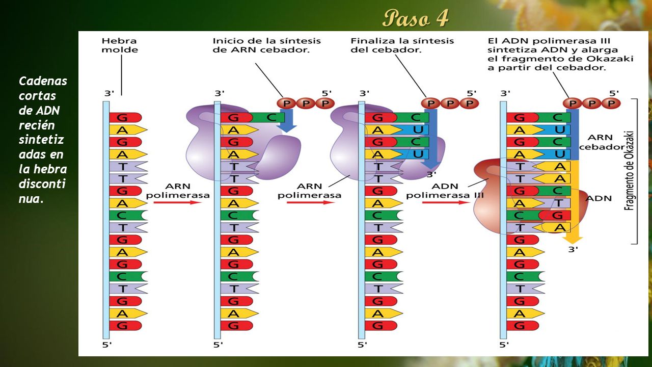 Paso 4 Cadenas cortas de ADN recién sintetizadas en la hebra discontinua.