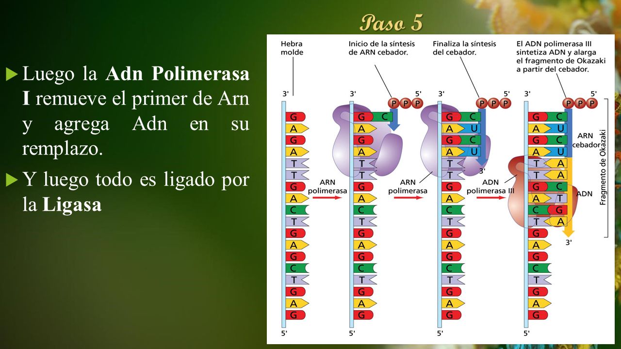 Paso 5 Luego la Adn Polimerasa I remueve el primer de Arn y agrega Adn en su remplazo.