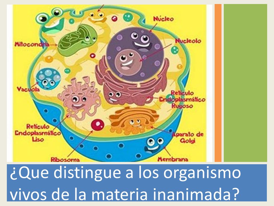 ¿Que distingue a los organismo vivos de la materia inanimada
