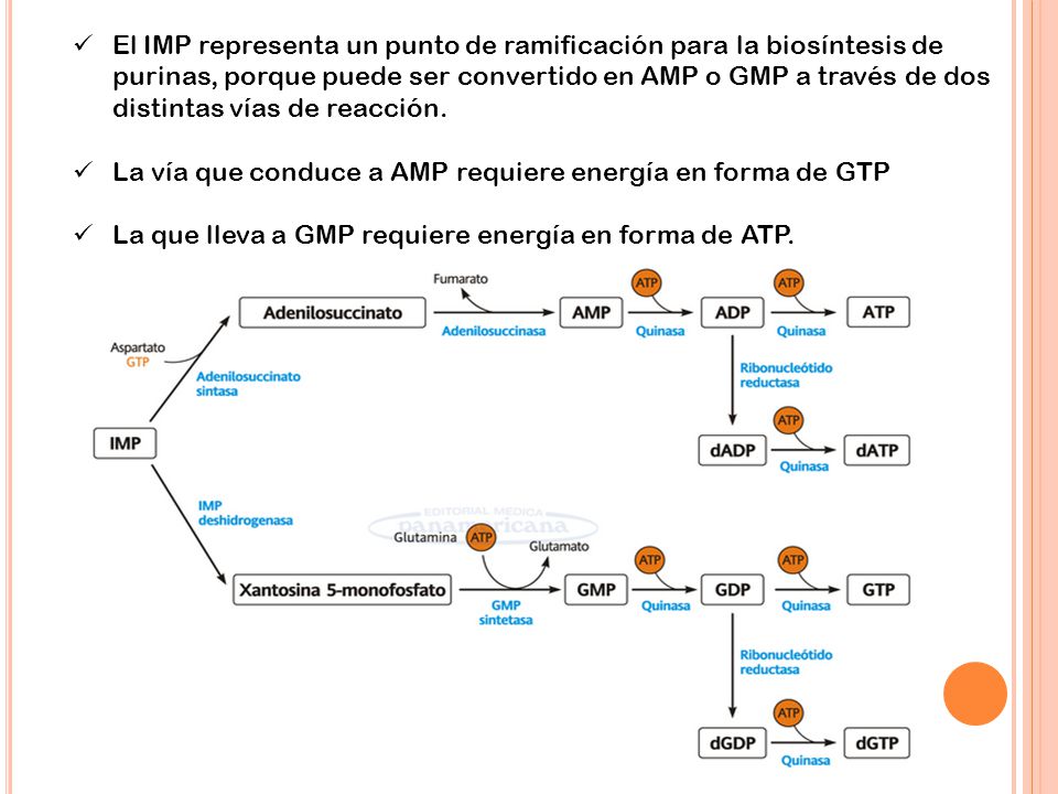 El IMP representa un punto de ramificación para la biosíntesis de purinas, porque puede ser convertido en AMP o GMP a través de dos distintas vías de reacción.