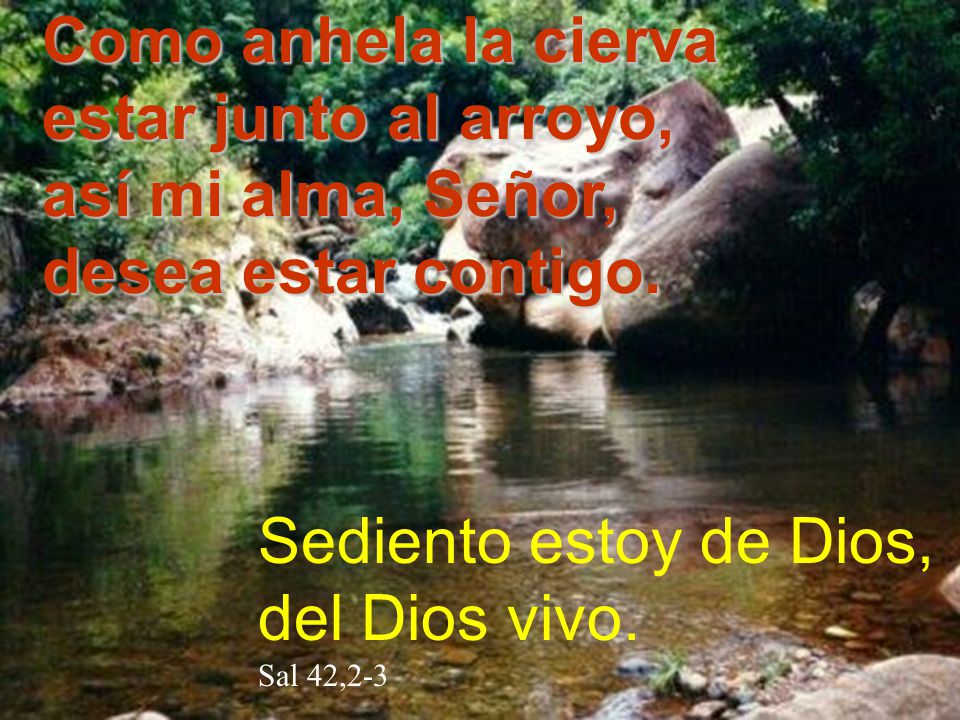 Como anhela la cierva estar junto al arroyo, así mi alma, Señor,