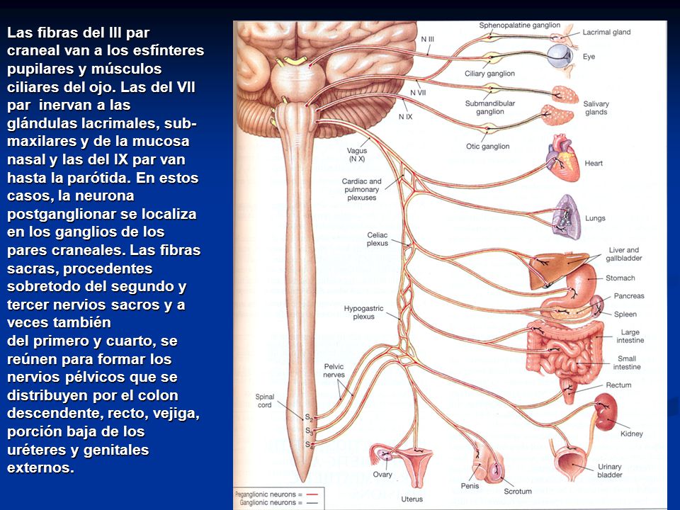 Las fibras del III par craneal van a los esfínteres pupilares y músculos ciliares del ojo. Las del VII par inervan a las glándulas lacrimales, sub-maxilares y de la mucosa nasal y las del IX par van hasta la parótida. En estos casos, la neurona postganglionar se localiza en los ganglios de los pares craneales. Las fibras sacras, procedentes sobretodo del segundo y tercer nervios sacros y a veces también