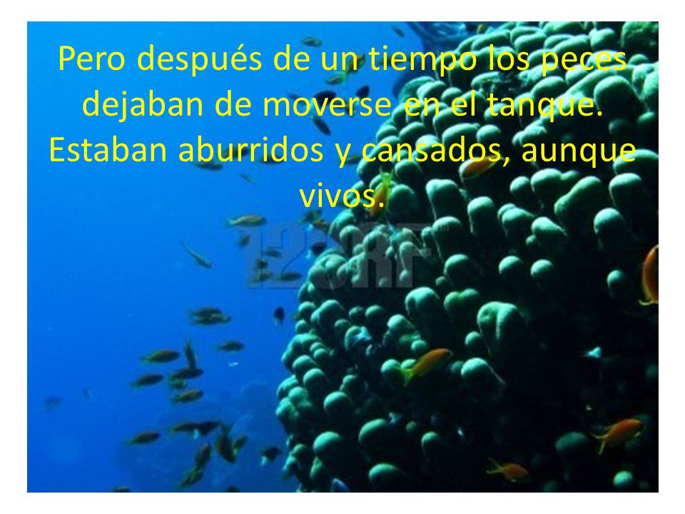 Pero después de un tiempo los peces dejaban de moverse en el tanque