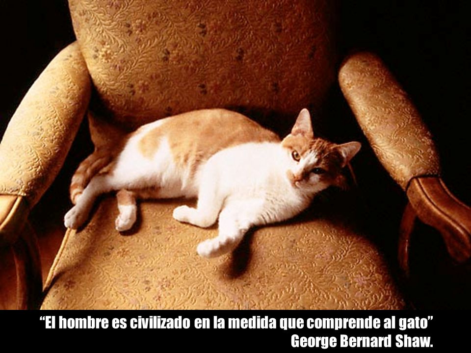 El hombre es civilizado en la medida que comprende al gato George Bernard Shaw.