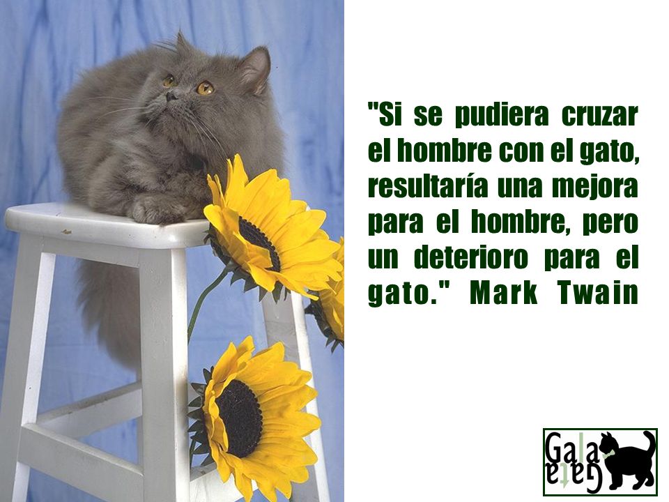 Si se pudiera cruzar el hombre con el gato, resultaría una mejora para el hombre, pero un deterioro para el gato. Mark Twain