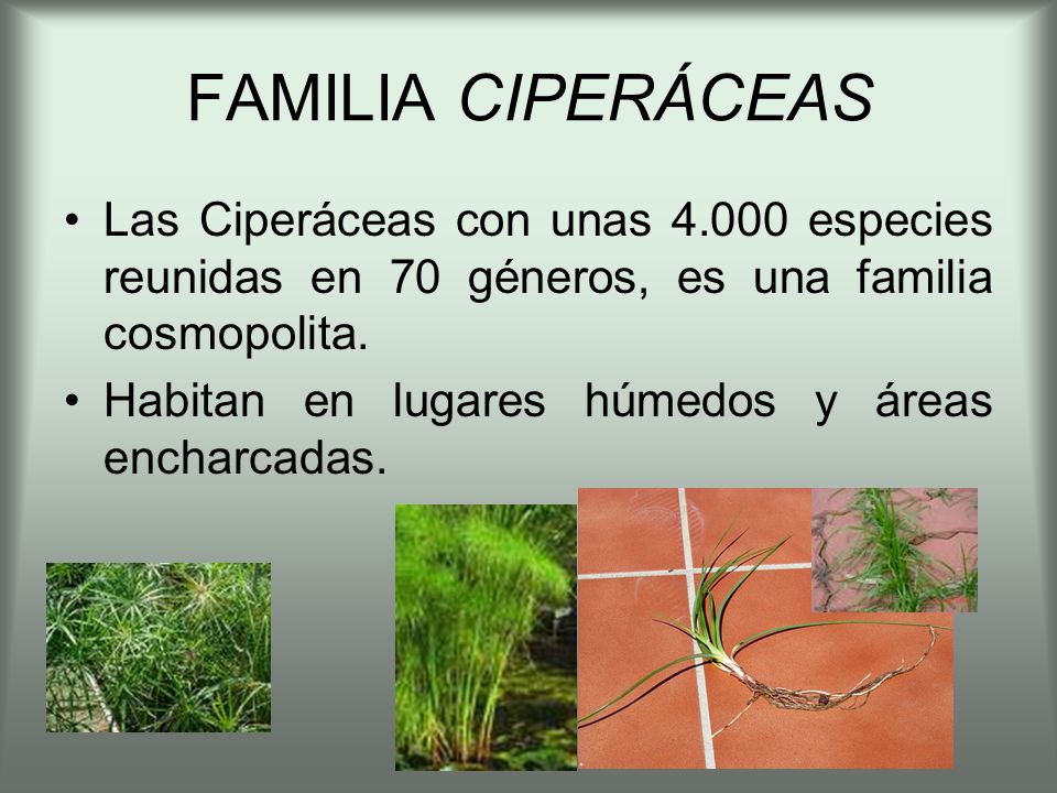 FAMILIA CIPERÁCEAS Las Ciperáceas con unas especies reunidas en 70 géneros, es una familia cosmopolita.