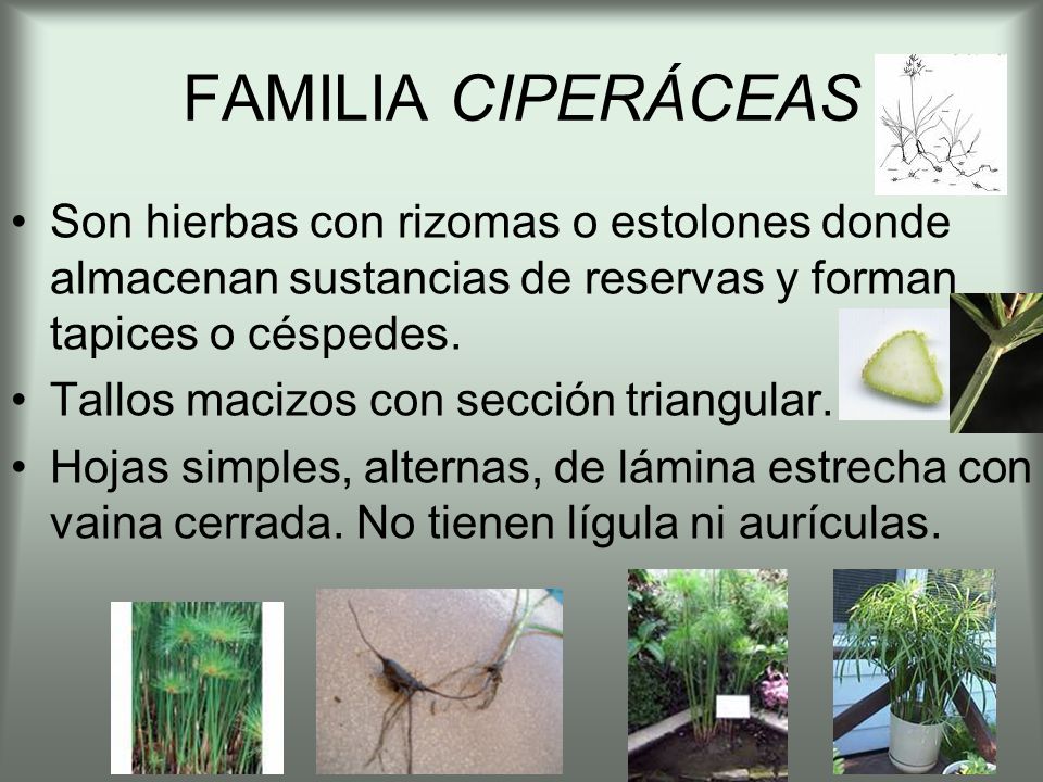 FAMILIA CIPERÁCEAS Son hierbas con rizomas o estolones donde almacenan sustancias de reservas y forman tapices o céspedes.
