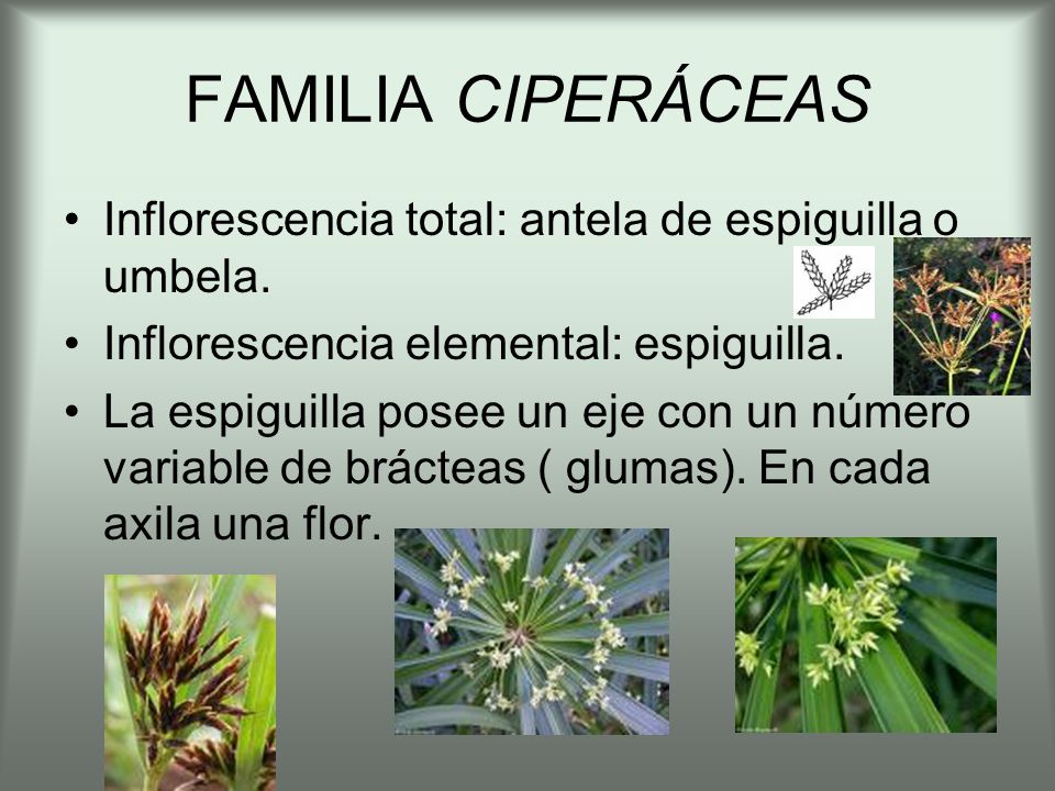 FAMILIA CIPERÁCEAS Inflorescencia total: antela de espiguilla o umbela. Inflorescencia elemental: espiguilla.