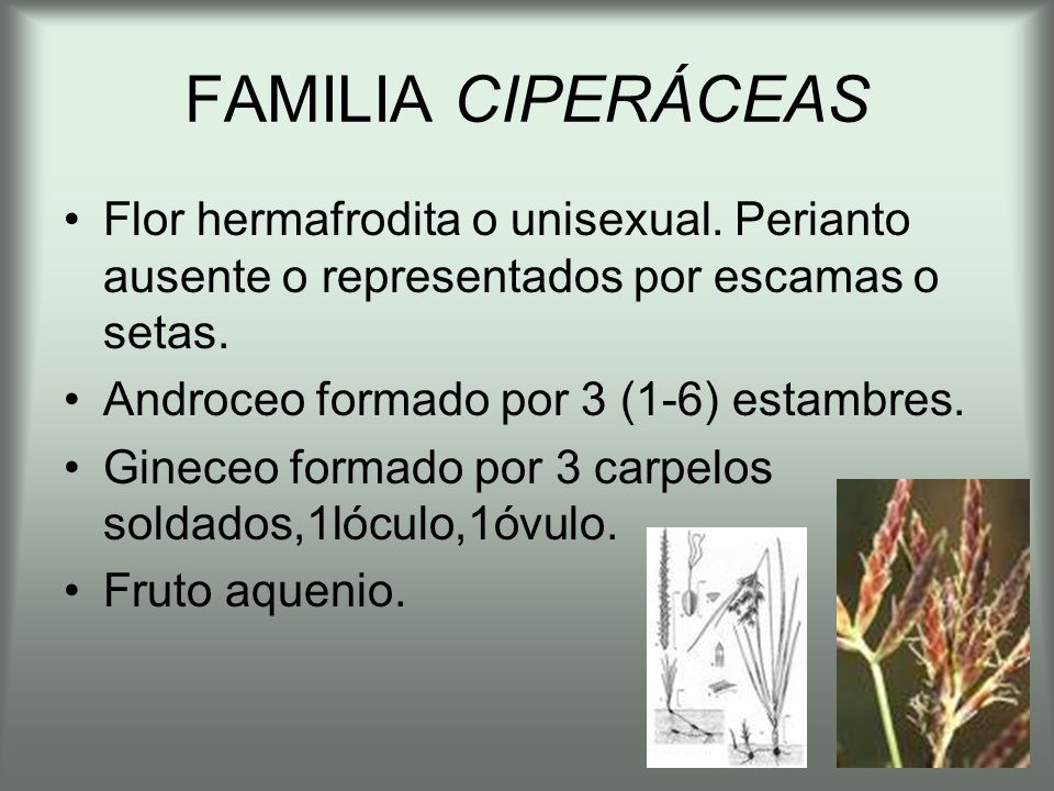 FAMILIA CIPERÁCEAS Flor hermafrodita o unisexual. Perianto ausente o representados por escamas o setas.
