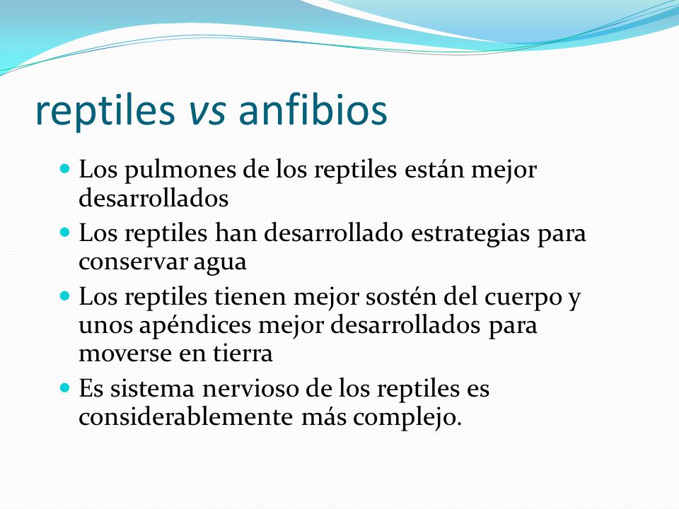 reptiles vs anfibios Los pulmones de los reptiles están mejor desarrollados. Los reptiles han desarrollado estrategias para conservar agua.