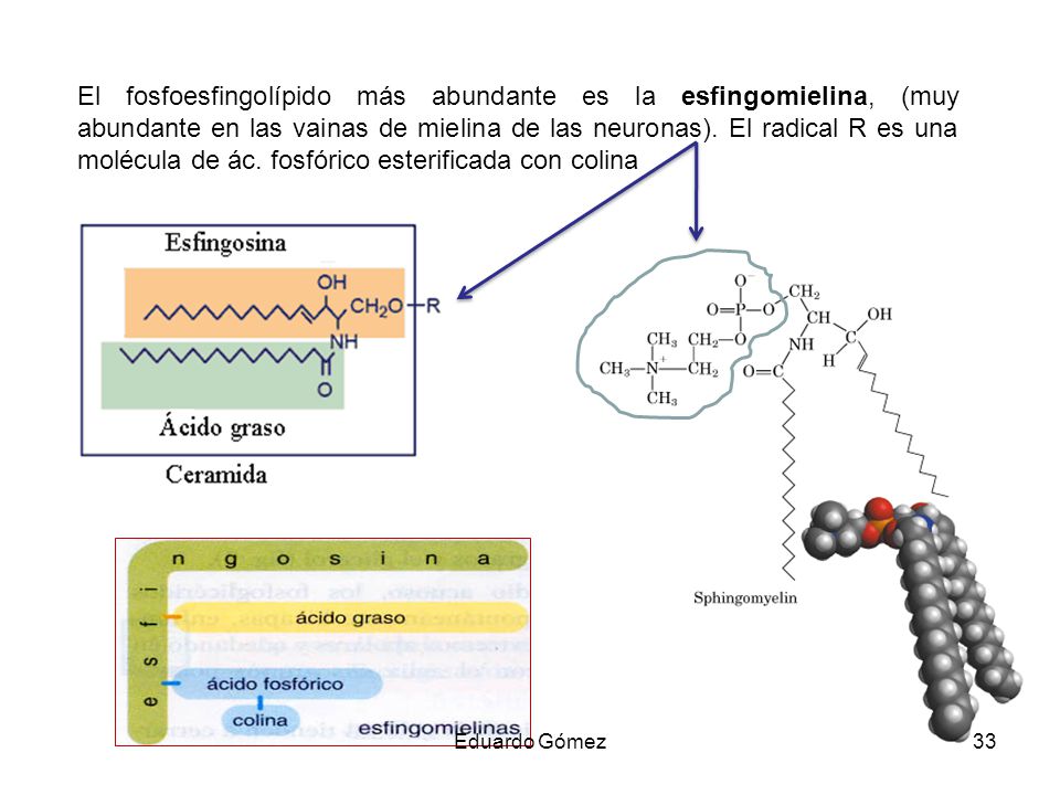 El fosfoesfingolípido más abundante es la esfingomielina, (muy abundante en las vainas de mielina de las neuronas). El radical R es una molécula de ác. fosfórico esterificada con colina