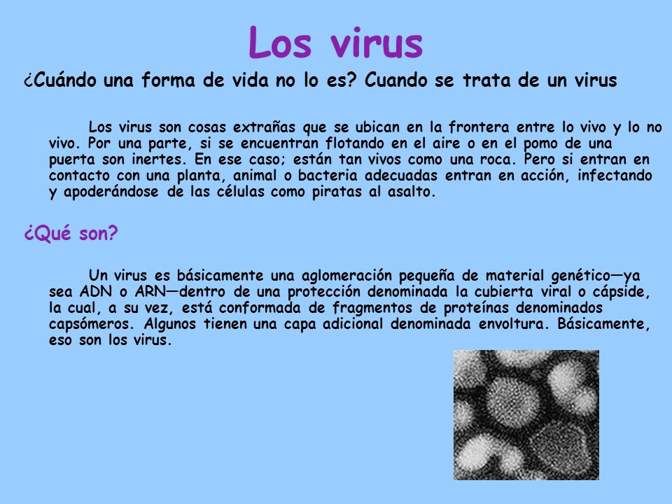 Los virus ¿Cuándo una forma de vida no lo es Cuando se trata de un virus.