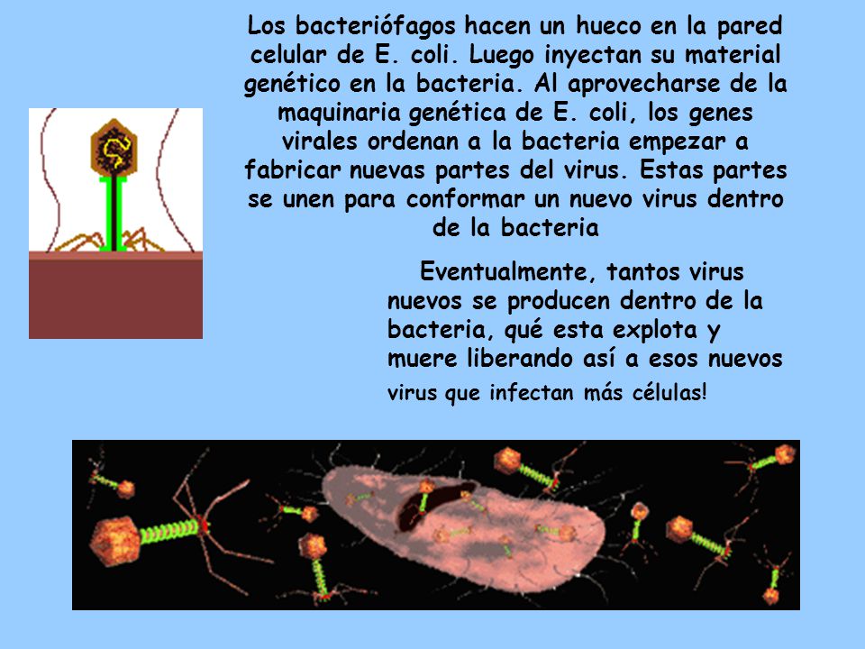 Los bacteriófagos hacen un hueco en la pared celular de E. coli