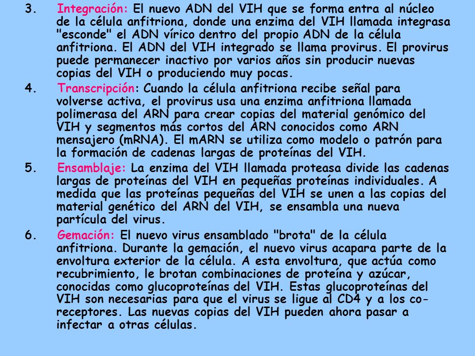 3. Integración: El nuevo ADN del VIH que se forma entra al núcleo de la célula anfitriona, donde una enzima del VIH llamada integrasa esconde el ADN vírico dentro del propio ADN de la célula anfitriona. El ADN del VIH integrado se llama provirus. El provirus puede permanecer inactivo por varios años sin producir nuevas copias del VIH o produciendo muy pocas.