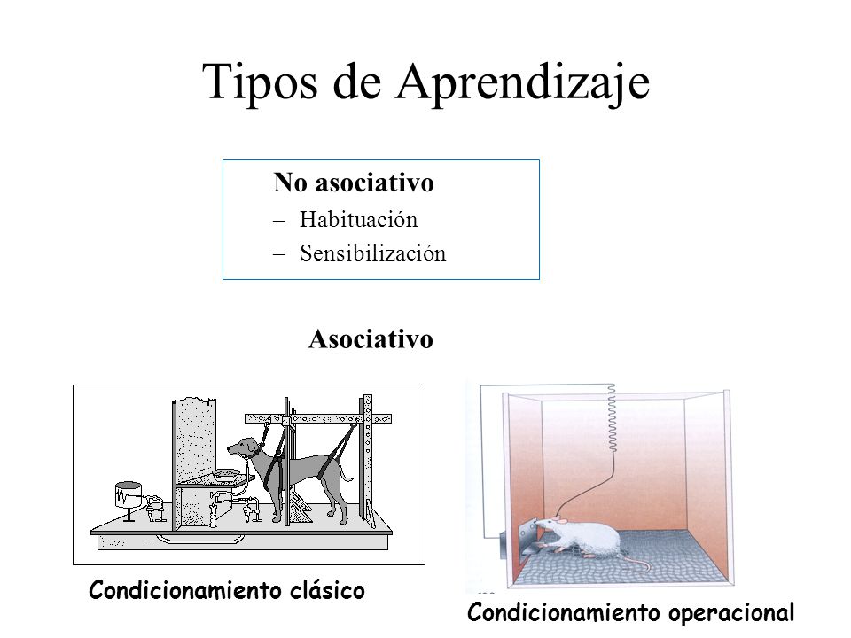 Tipos de Aprendizaje No asociativo Asociativo Habituación