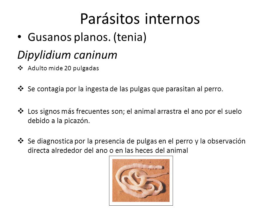 Parásitos internos Gusanos planos. (tenia) Dipylidium caninum