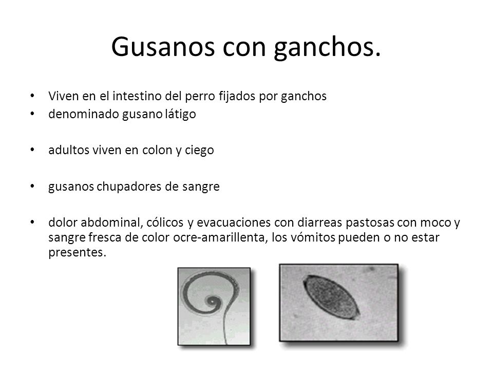 Gusanos con ganchos. Viven en el intestino del perro fijados por ganchos. denominado gusano látigo.