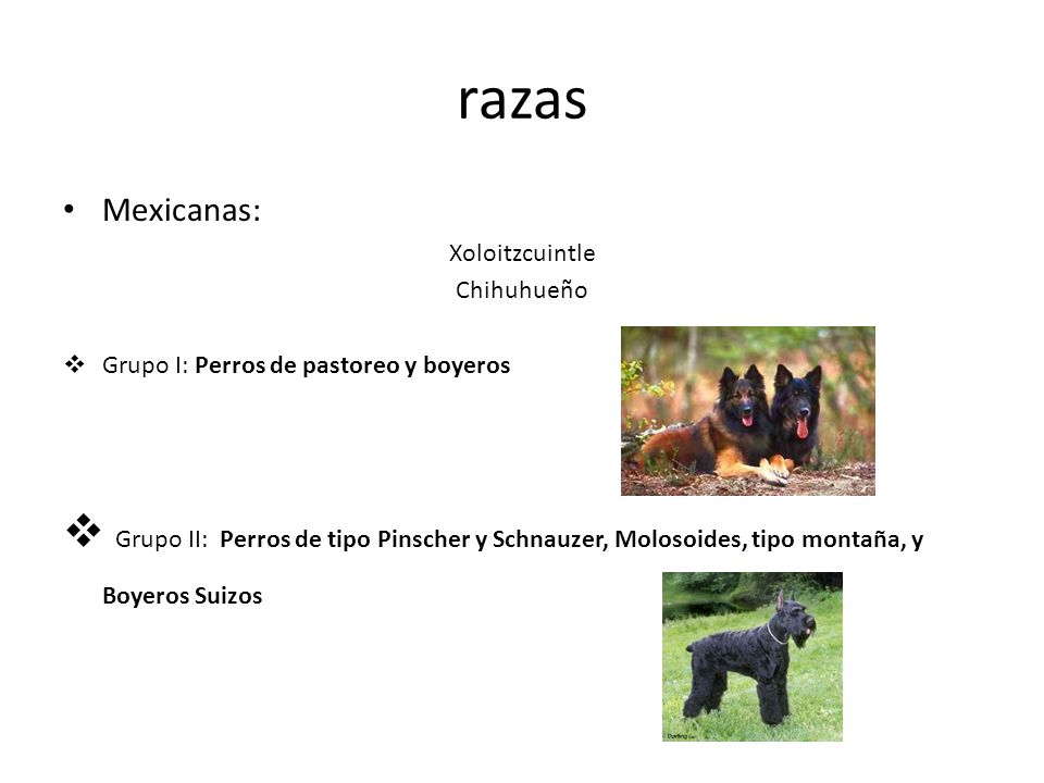 razas Mexicanas: Xoloitzcuintle. Chihuhueño. Grupo I: Perros de pastoreo y boyeros.