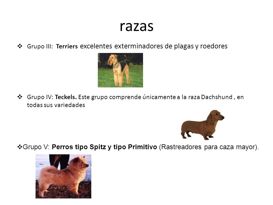 razas Grupo III: Terriers excelentes exterminadores de plagas y roedores.