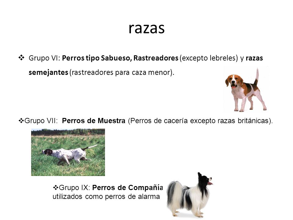 razas Grupo VI: Perros tipo Sabueso, Rastreadores (excepto lebreles) y razas semejantes (rastreadores para caza menor).
