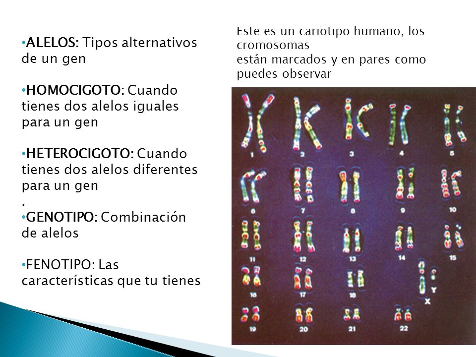 ALELOS: Tipos alternativos de un gen