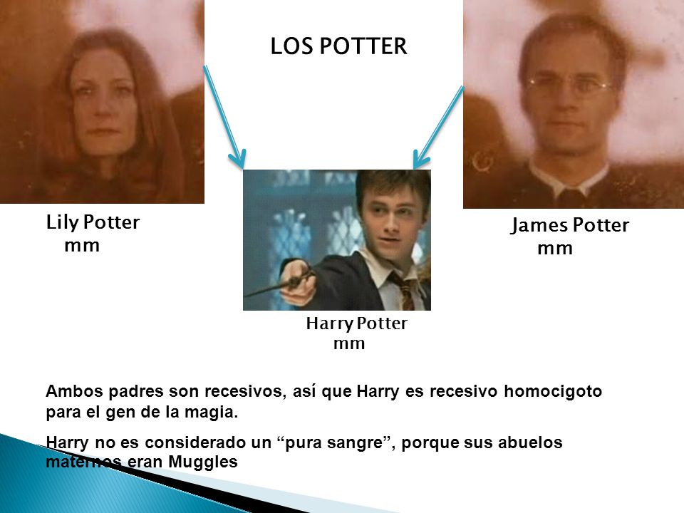 LOS POTTER Lily Potter James Potter mm mm Harry Potter mm