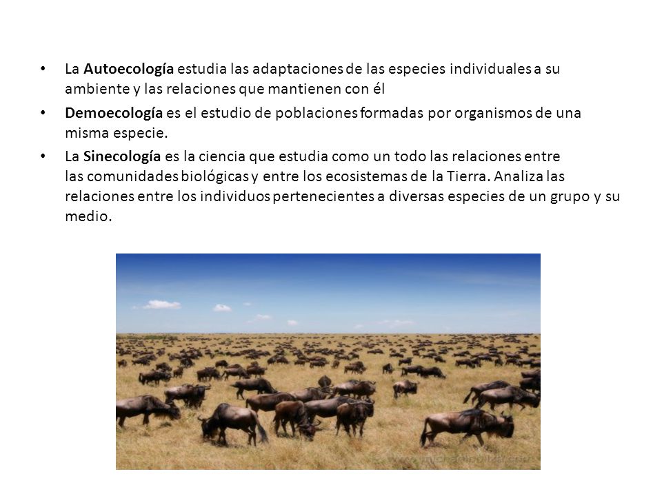 La Autoecología estudia las adaptaciones de las especies individuales a su ambiente y las relaciones que mantienen con él