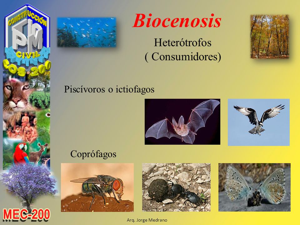 Biocenosis Heterótrofos ( Consumidores) Piscívoros o ictiofagos