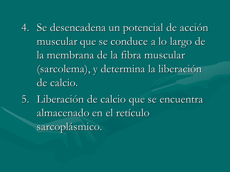 Se desencadena un potencial de acción muscular que se conduce a lo largo de la membrana de la fibra muscular (sarcolema), y determina la liberación de calcio.