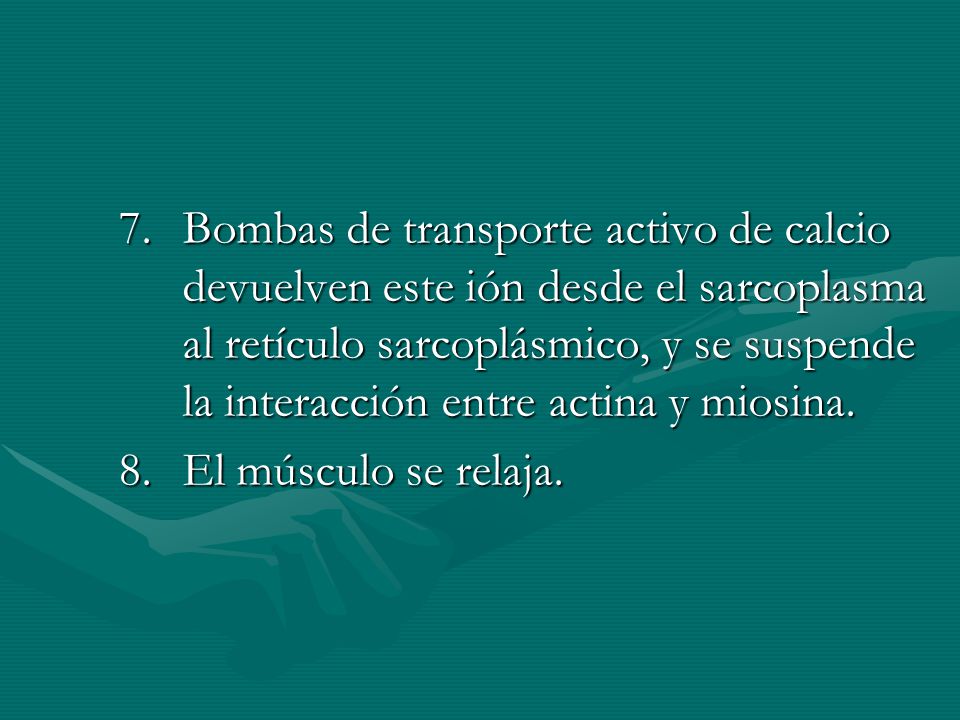 Bombas de transporte activo de calcio devuelven este ión desde el sarcoplasma al retículo sarcoplásmico, y se suspende la interacción entre actina y miosina.