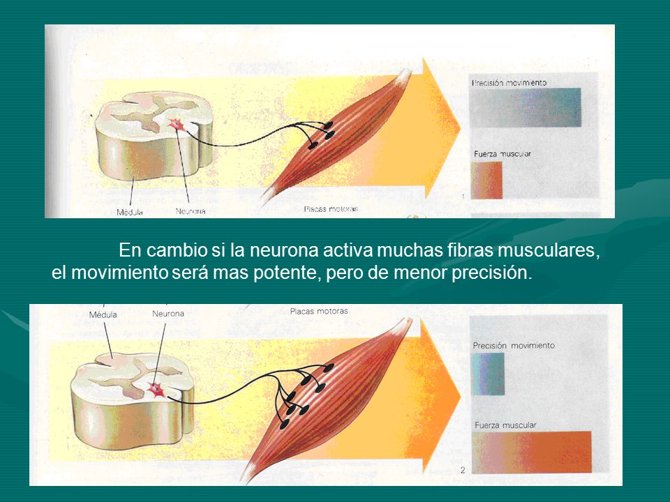 En cambio si la neurona activa muchas fibras musculares, el movimiento será mas potente, pero de menor precisión.