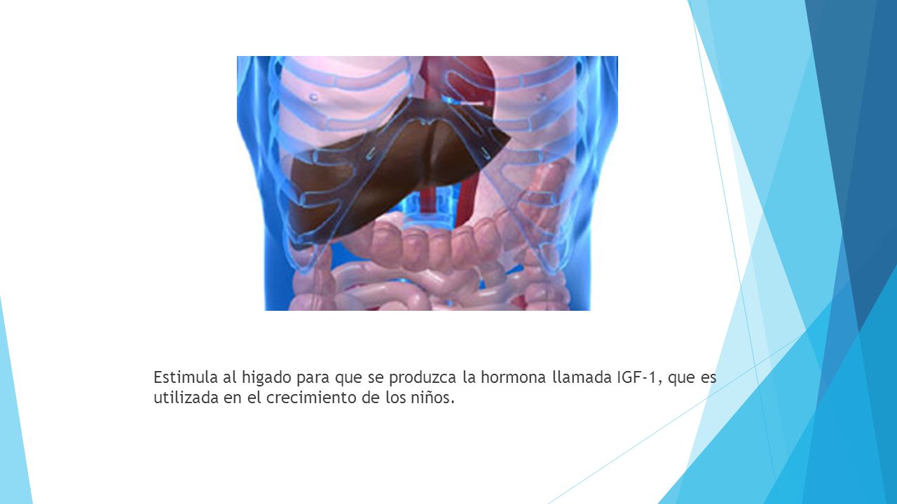Estimula al higado para que se produzca la hormona llamada IGF-1, que es utilizada en el crecimiento de los niños.