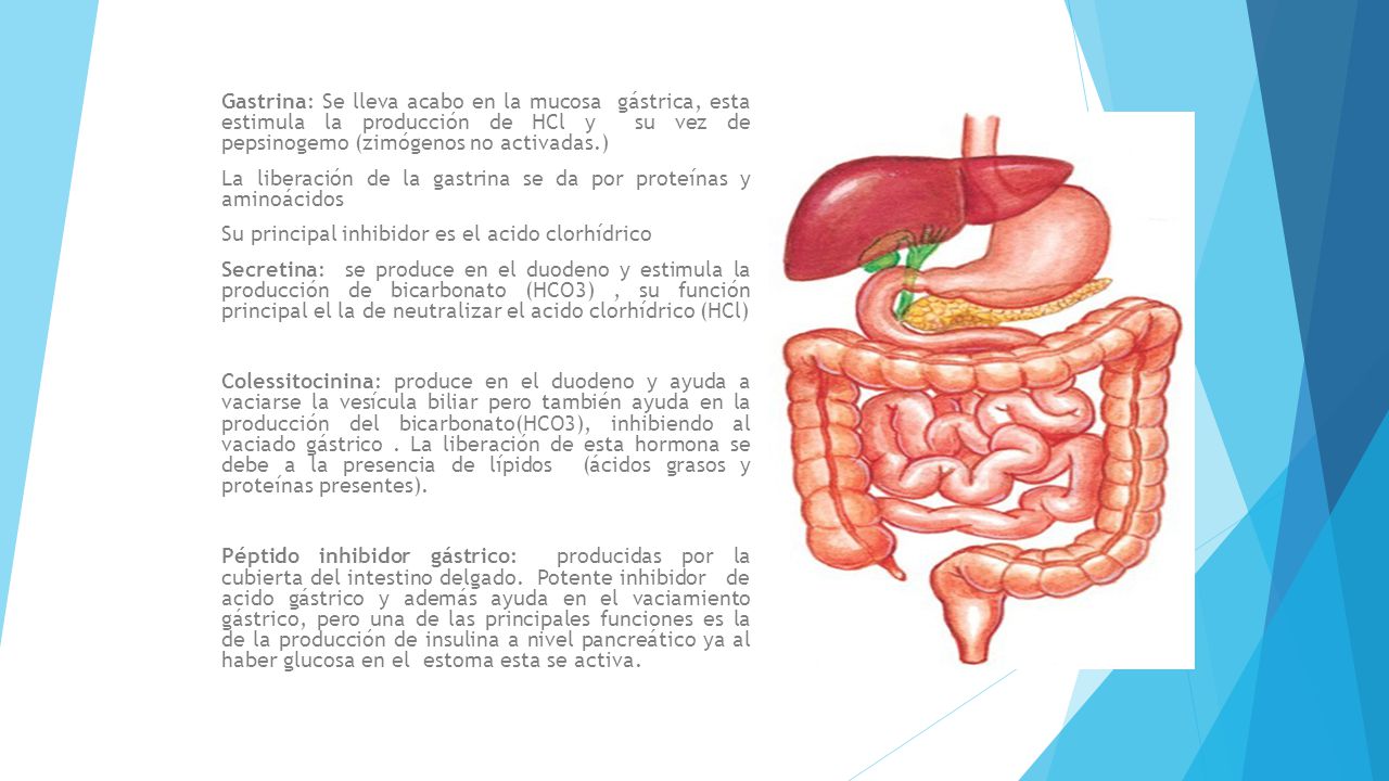 Gastrina: Se lleva acabo en la mucosa gástrica, esta estimula la producción de HCl y su vez de pepsinogemo (zimógenos no activadas.)