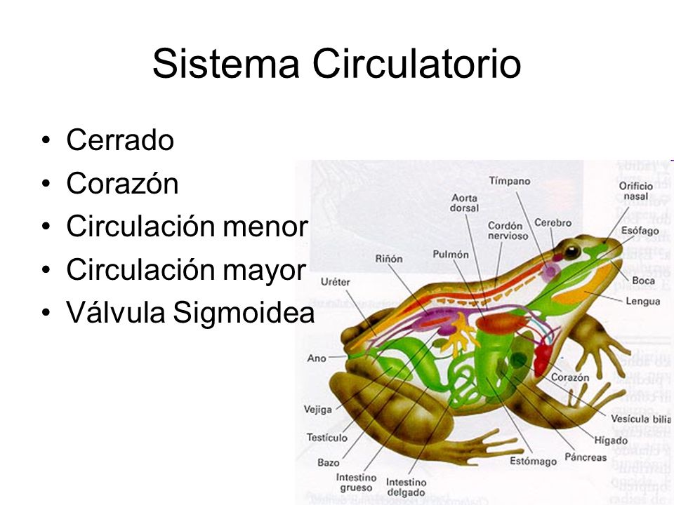 Sistema Circulatorio Cerrado Corazón Circulación menor