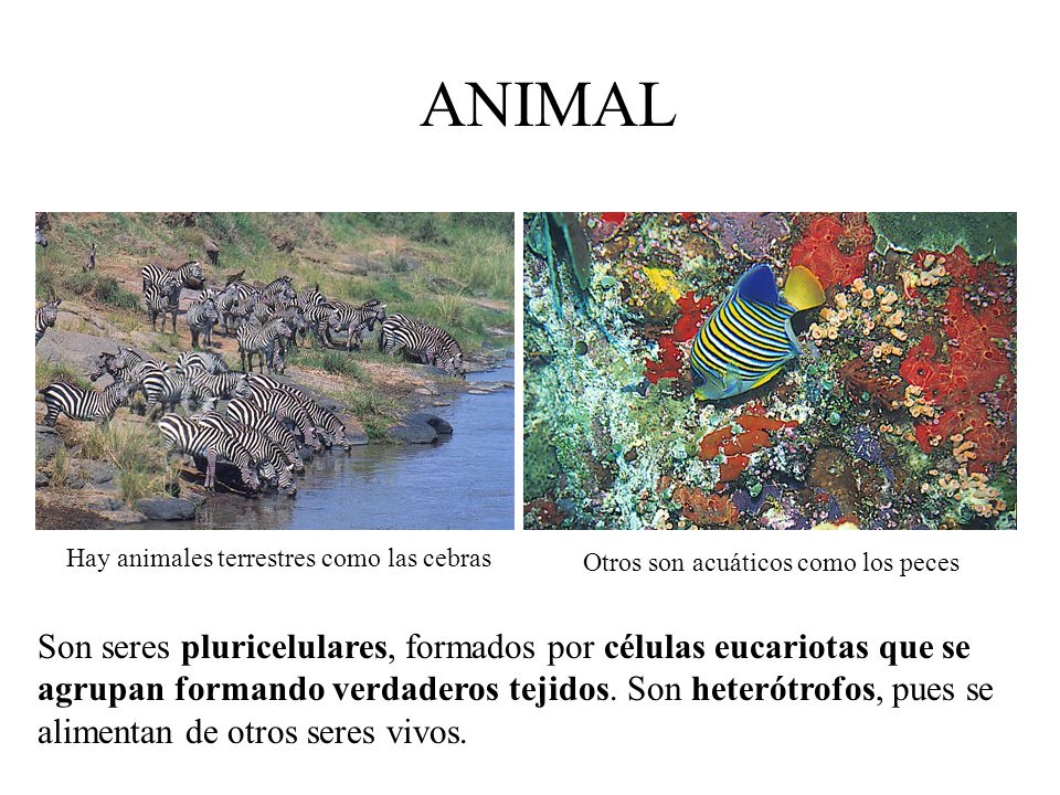 ANIMAL Hay animales terrestres como las cebras. Otros son acuáticos como los peces.
