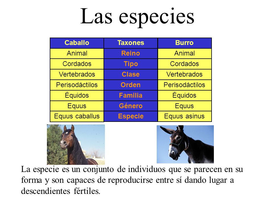 Las especies Caballo. Taxones. Burro. Animal. Reino. Cordados. Tipo. Vertebrados. Clase. Perisodáctilos.