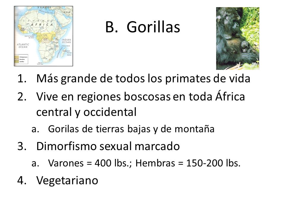 B. Gorillas Más grande de todos los primates de vida