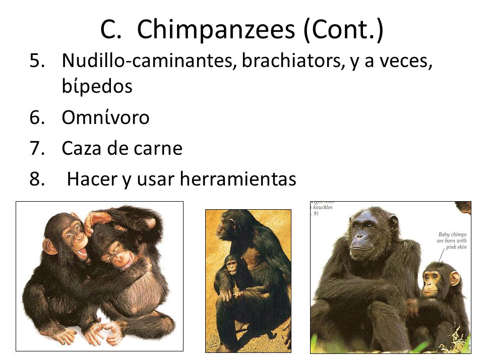 C. Chimpanzees (Cont.) Nudillo-caminantes, brachiators, y a veces, bίpedos. Omnίvoro. Caza de carne.