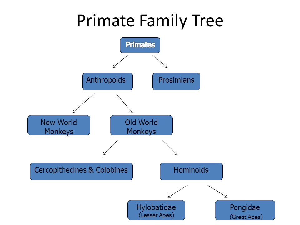 Primate Family Tree Primates Anthropoids Prosimians New World Monkeys