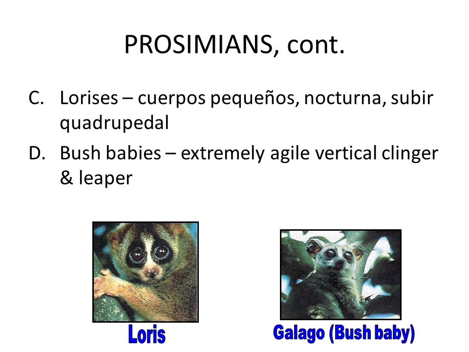 PROSIMIANS, cont. Lorises – cuerpos pequeños, nocturna, subir quadrupedal. Bush babies – extremely agile vertical clinger & leaper.