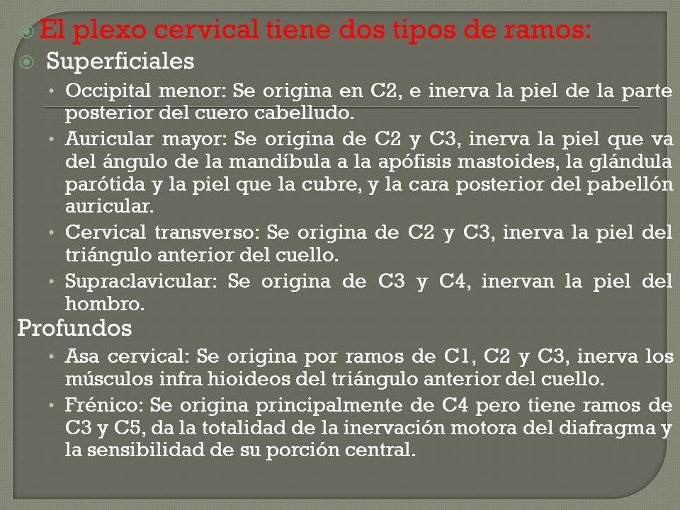 El plexo cervical tiene dos tipos de ramos: Superficiales