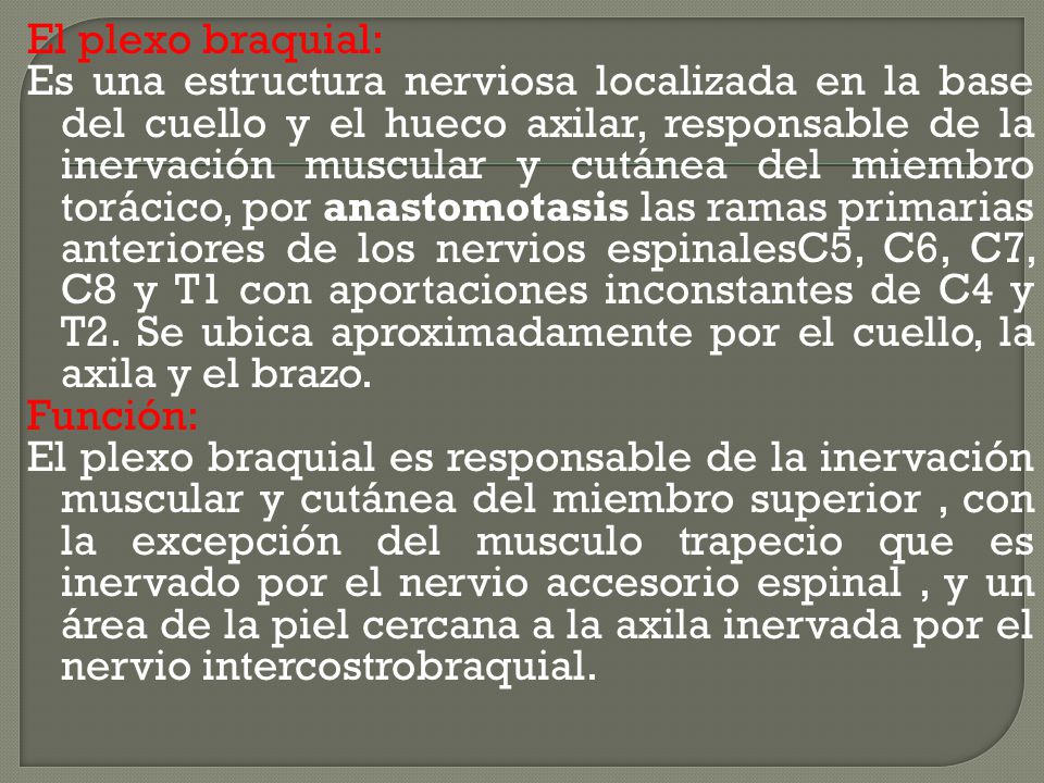 El plexo braquial: Es una estructura nerviosa localizada en la base del cuello y el hueco axilar, responsable de la inervación muscular y cutánea del miembro torácico, por anastomotasis las ramas primarias anteriores de los nervios espinalesC5, C6, C7, C8 y T1 con aportaciones inconstantes de C4 y T2.