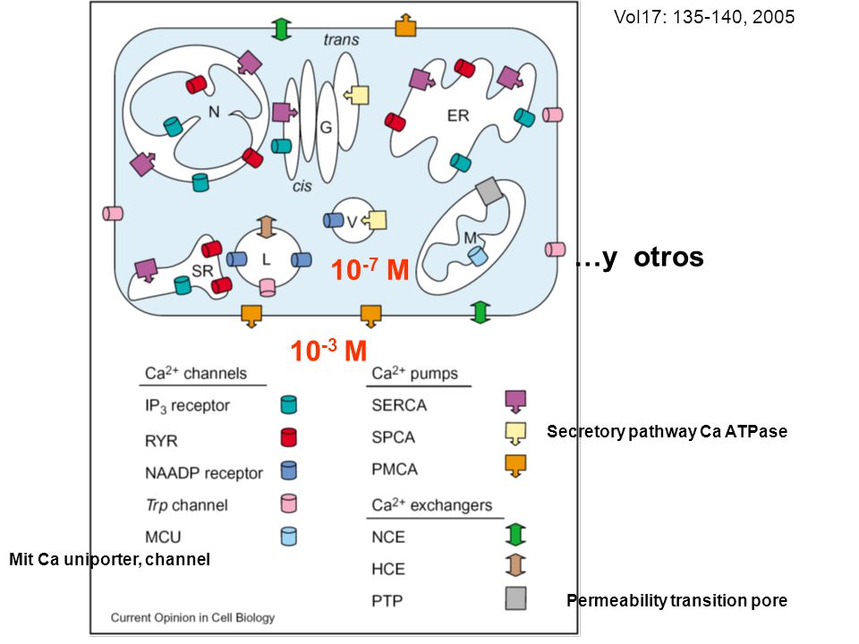 Vol17: , M M. …y otros. Secretory pathway Ca ATPase. Permeability transition pore.