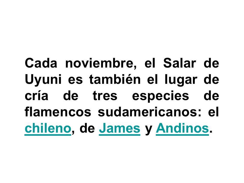 Cada noviembre, el Salar de Uyuni es también el lugar de cría de tres especies de flamencos sudamericanos: el chileno, de James y Andinos.